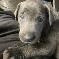 Charcoal Max, a male Labrador Retriever for sale in Soldiers Grove, WI – Photo 3 of 8