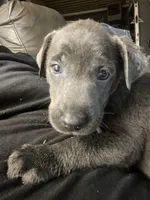 Charcoal Max, a  Labrador Retriever for sale in Soldiers Grove, WI – Photo 3 of 8