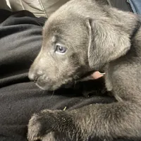 Charcoal Max, a male Labrador Retriever for sale in Soldiers Grove, WI – Photo 5 of 8
