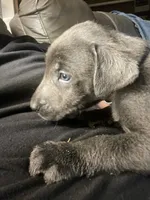 Charcoal Max, a  Labrador Retriever for sale in Soldiers Grove, WI – Photo 5 of 8