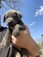 Charcoal Max, a male Labrador Retriever for sale in Soldiers Grove, WI – 5 of 8
