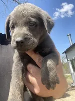 Charcoal Max, a male Labrador Retriever for sale in Soldiers Grove, WI – 8 of 8