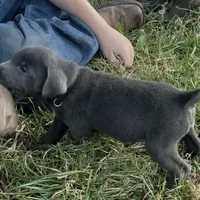 Charcoal Max, a male Labrador Retriever for sale in Soldiers Grove, WI – Photo 6 of 8