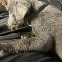 Charcoal Max, a male Labrador Retriever for sale in Soldiers Grove, WI – Photo 1 of 8