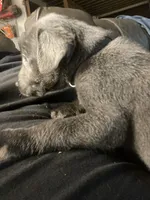 Charcoal Max, a  Labrador Retriever for sale in Soldiers Grove, WI – Photo 1 of 8