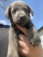 Charcoal Max, a male Labrador Retriever for sale in Soldiers Grove, WI – 3 of 8