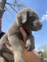 Charcoal Max, a male Labrador Retriever for sale in Soldiers Grove, WI – 7 of 8