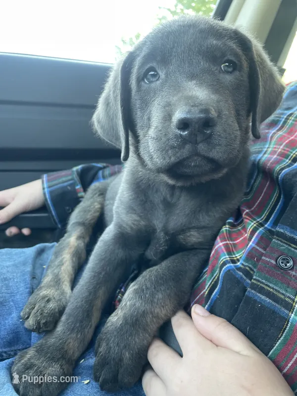 Charcoal Max – Labrador Retriever puppy for sale in Soldiers Grove, WI