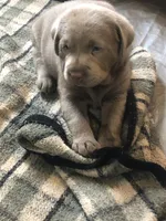 Silver Sam, a  Labrador Retriever for sale in Soldiers Grove, WI – 3 of 9
