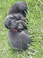 Charcoal Max, a  Labrador Retriever for sale in Soldiers Grove, WI – 5 of 8