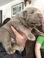Silver Sam, a  Labrador Retriever for sale in Soldiers Grove, WI – 4 of 9