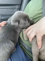 Charcoal Max, a  Labrador Retriever for sale in Soldiers Grove, WI – 6 of 8