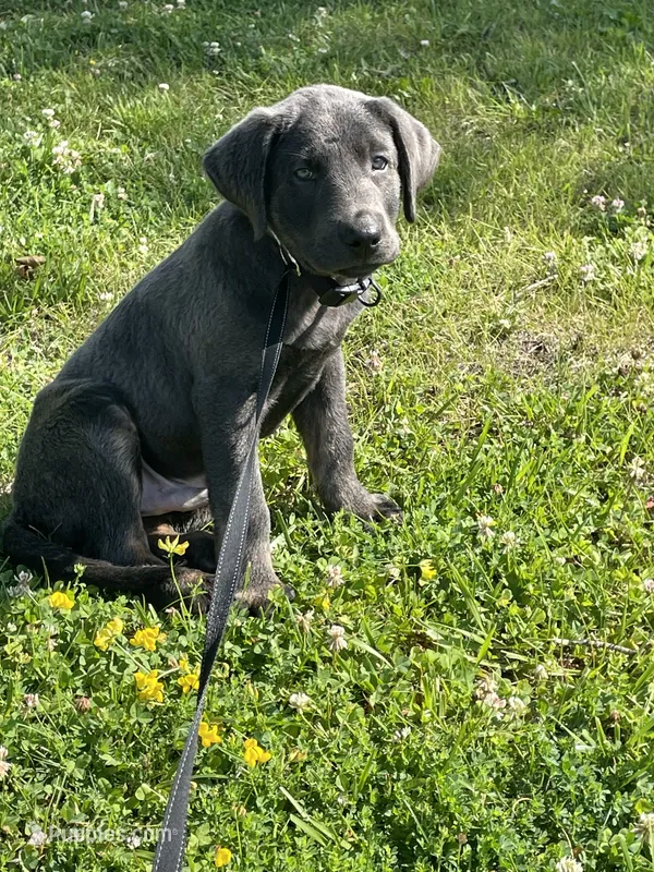 Charcoal Max – Labrador Retriever puppy for sale in Soldiers Grove, WI