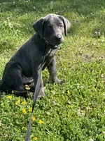 Charcoal Max, a  Labrador Retriever for sale in Soldiers Grove, WI – 1 of 8