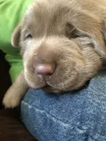 Silver Sam, a  Labrador Retriever for sale in Soldiers Grove, WI – 8 of 9
