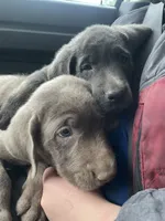 Charcoal Max, a  Labrador Retriever for sale in Soldiers Grove, WI – 8 of 8