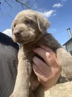 Silver Sam, a male Labrador Retriever for sale in Soldiers Grove, WI – 5 of 6