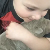 Silver Sam, a  Labrador Retriever for sale in Soldiers Grove, WI – Photo 6 of 10