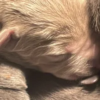 Silver Sam, a  Labrador Retriever for sale in Soldiers Grove, WI – Photo 10 of 10