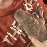 Silver Sam, a  Labrador Retriever for sale in Soldiers Grove, WI – Photo 9 of 10