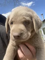 Silver Sam, a male Labrador Retriever for sale in Soldiers Grove, WI – 3 of 6