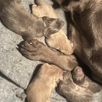 Silver Sam, a  Labrador Retriever for sale in Soldiers Grove, WI – Photo 3 of 10