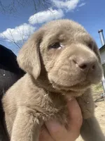 Silver Sam, a male Labrador Retriever for sale in Soldiers Grove, WI – 2 of 6
