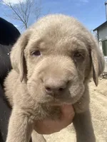 Silver Sam, a male Labrador Retriever for sale in Soldiers Grove, WI – 1 of 6