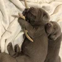 Silver Sam, a  Labrador Retriever for sale in Soldiers Grove, WI – Photo 2 of 10