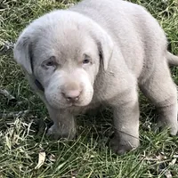 Silver Sam, a  Labrador Retriever for sale in Soldiers Grove, WI – Photo 7 of 10