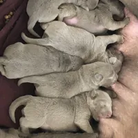 Silver Sam, a  Labrador Retriever for sale in Soldiers Grove, WI – Photo 5 of 10