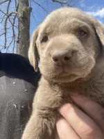 Silver Sam, a male Labrador Retriever for sale in Soldiers Grove, WI – 6 of 6