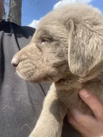 Silver Sam, a male Labrador Retriever for sale in Soldiers Grove, WI – 4 of 6