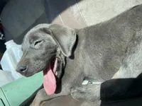 Charcoal Max, a  Labrador Retriever for sale in Soldiers Grove, WI – 7 of 8