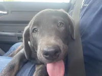Charcoal Max, a  Labrador Retriever for sale in Soldiers Grove, WI – 4 of 8