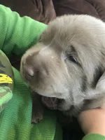 Silver Sam, a  Labrador Retriever for sale in Soldiers Grove, WI – 7 of 9
