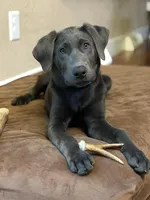 Charcoal Max, a  Labrador Retriever for sale in Soldiers Grove, WI – 2 of 8