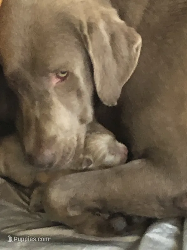 Silver Sam – Labrador Retriever puppy for sale in Soldiers Grove, WI