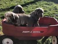 Silver Sam, a  Labrador Retriever for sale in Soldiers Grove, WI – 9 of 9