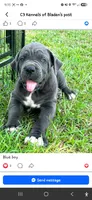 King David, a male Cane Corso for sale in Tabor City, NC – 2 of 3