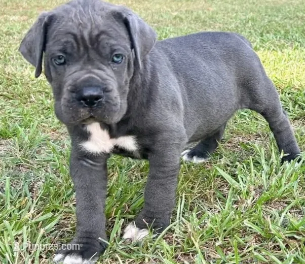 King David – Cane Corso puppy for sale in Tabor City, NC