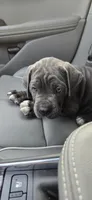 King David, a male Cane Corso for sale in Tabor City, NC – 3 of 3