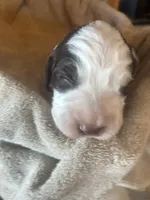 Olivia, a female English Springer Spaniel for sale in Readstown, WI – 1 of 4