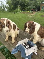 Talas, a male English Springer Spaniel for sale in Readstown, WI – 3 of 4
