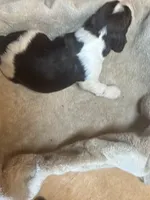 Maya, a female English Springer Spaniel for sale in Readstown, WI – 2 of 3