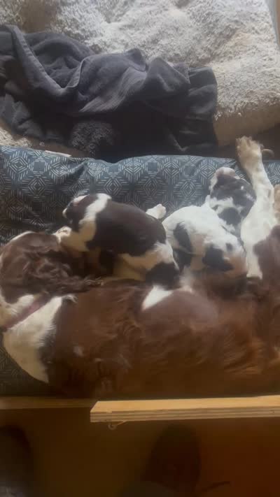 Jett, a male English Springer Spaniel for sale in Readstown, WI – 4 of 4