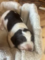 Jett, a male English Springer Spaniel for sale in Readstown, WI – 1 of 4