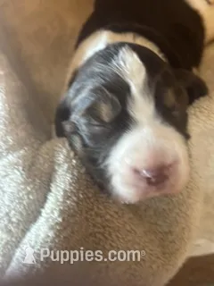 Maya – English Springer Spaniel puppy for sale in Readstown, WI