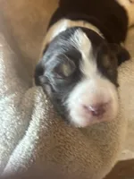 Maya, a female English Springer Spaniel for sale in Readstown, WI – 1 of 3