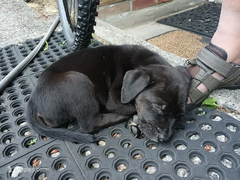 Midna , a female American Bulldog and Cao de Castro Laboreiro for sale in Lake Stevens, WA – 1 of 7